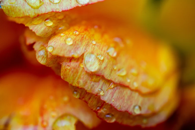 dew drops on a colorful flower with a deep focus