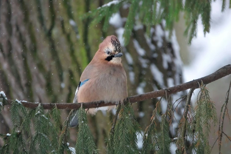 a bird sitting on top of a nch in a pine tree