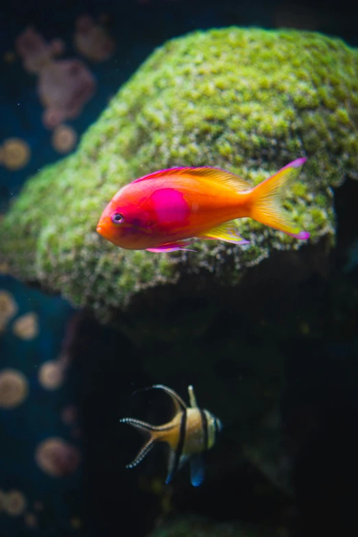 an orange fish in front of some plants