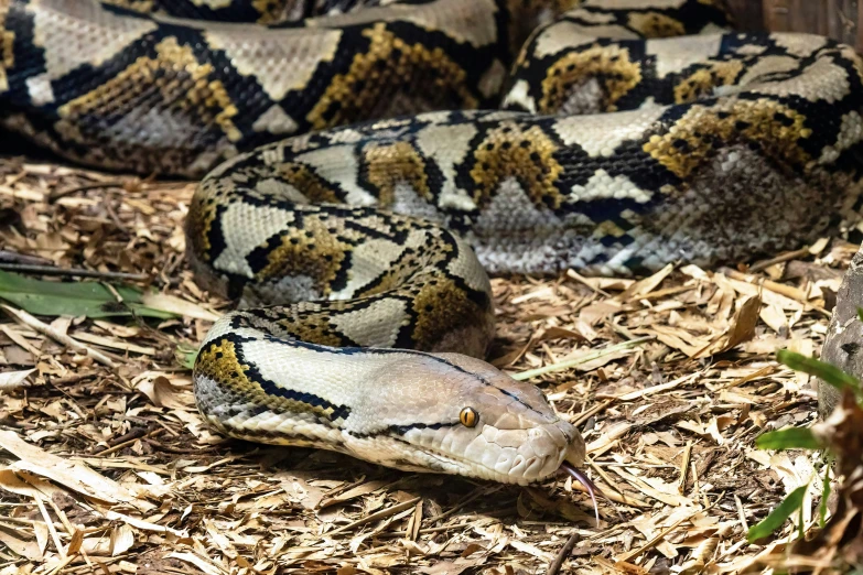 there is a boa snake that is laying down on the ground