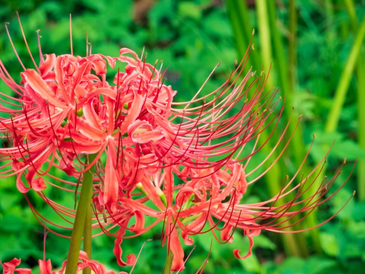 a large red flower with large leaves growing from it