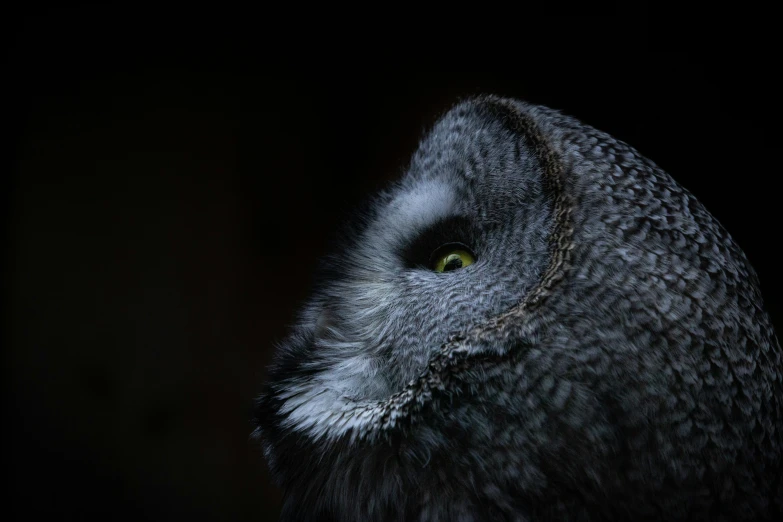 a black bird's face with yellow eyes in the dark