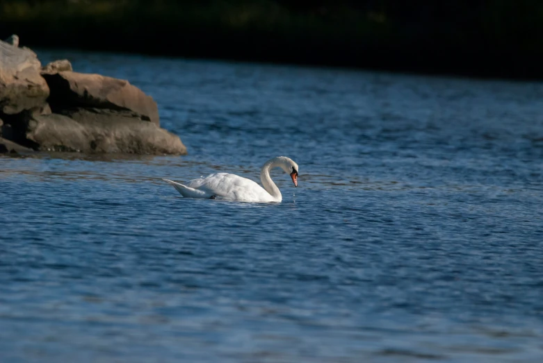 a single white swan in the water on some rocks