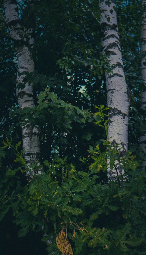 a black bear standing among the trees with its front paws tucked under the nches