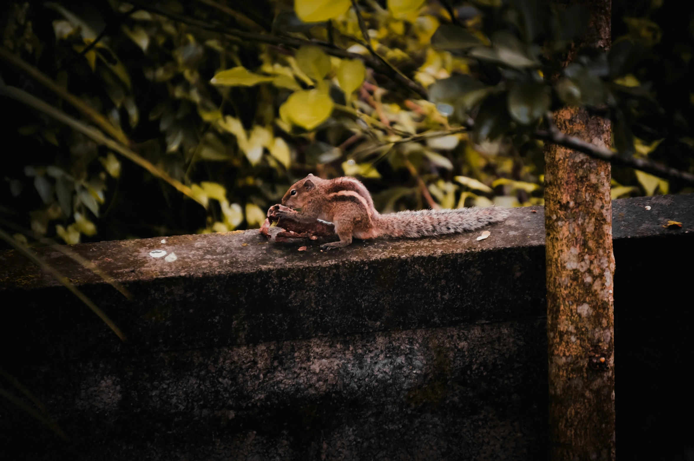 a creature is sleeping on a large piece of concrete