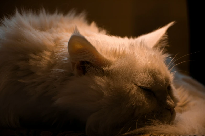 an orange cat laying next to a fluffy brown kitty