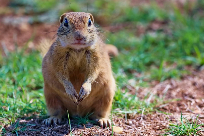 a squirrel sitting in the grass looking into the camera