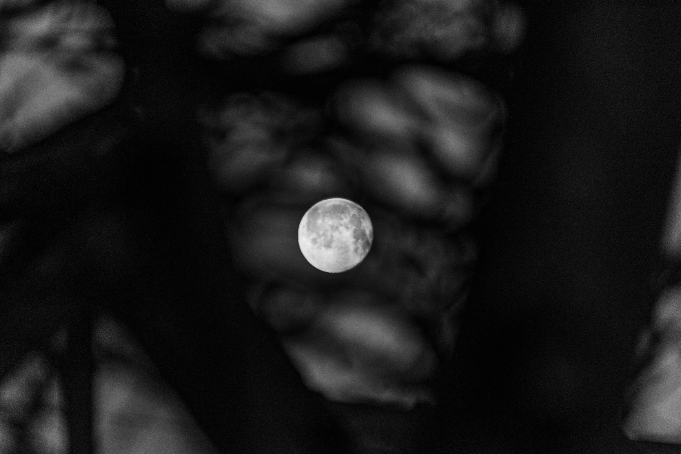 a full moon seen through the nches of trees