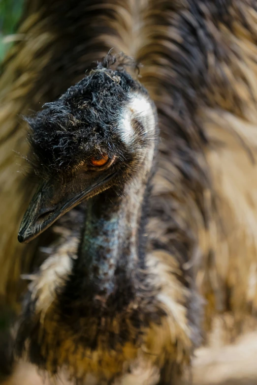 a large bird that is looking at the camera