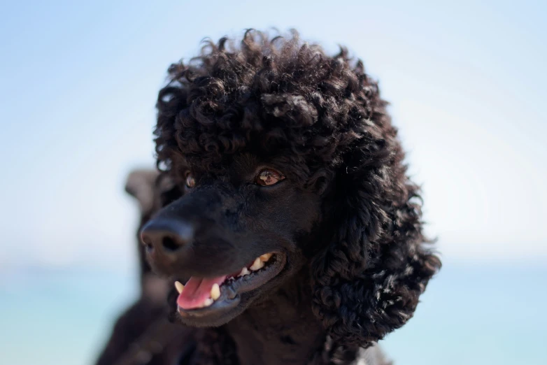 a black dog with curly hair looks at the camera