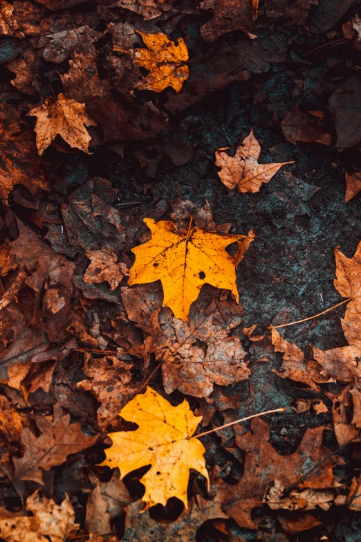 a couple of yellow and red leaves laying on the ground