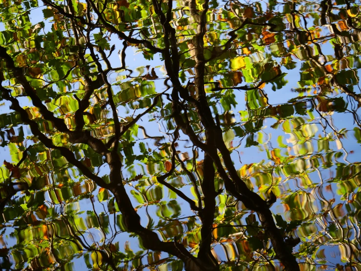 an abstract pograph of trees reflected in a body of water