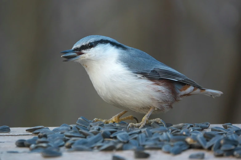 a small bird is standing in the sun