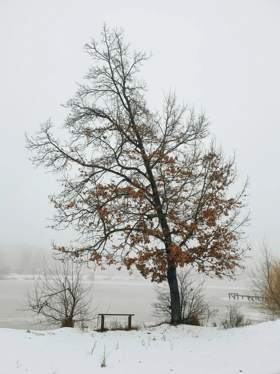 an empty bench by a large tree covered in snow