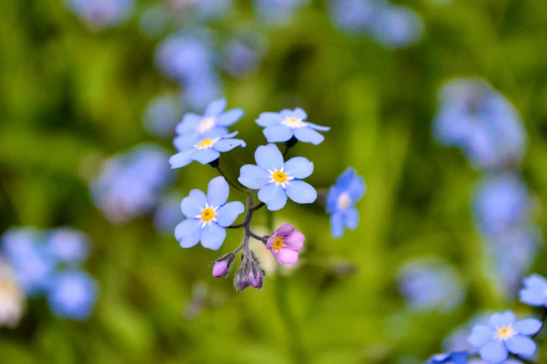 small blue flowers sitting near green leaves