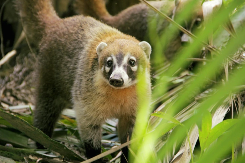 a brown animal stands near some vegetation in an area