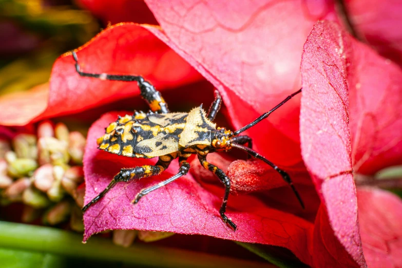 a bug on a red flower in the sun