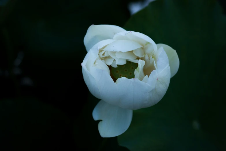 a close up s of a white flower