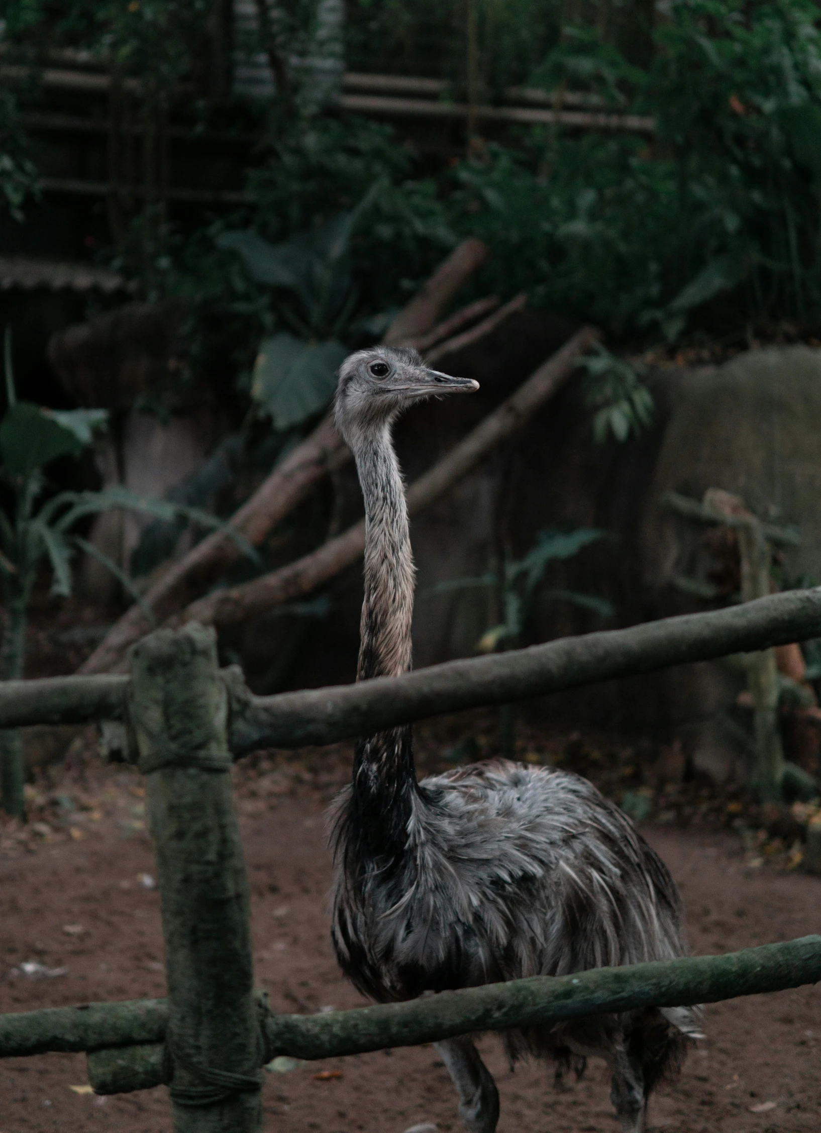 an ostrich is standing in its pen with a forest background