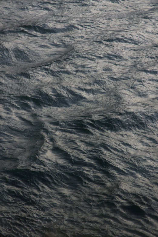 water ripples with a lone bird standing alone