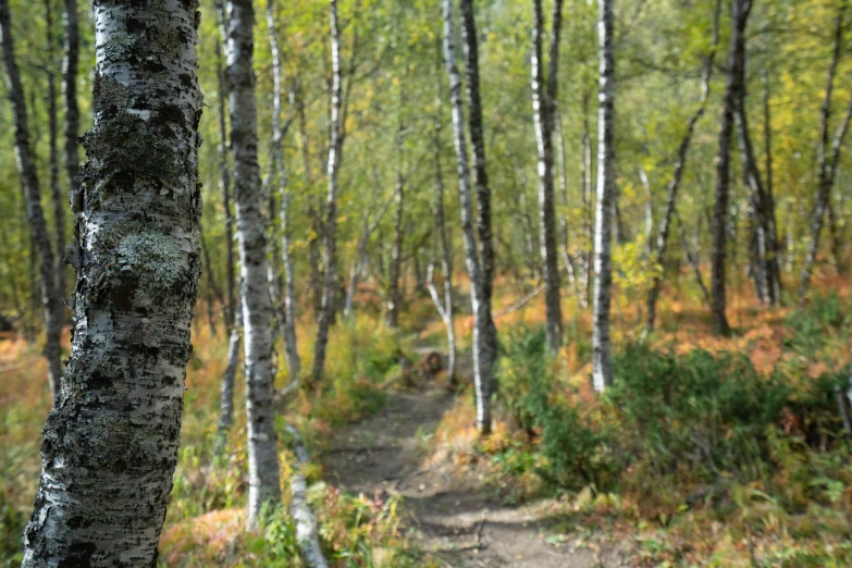 a path in the woods with lots of trees