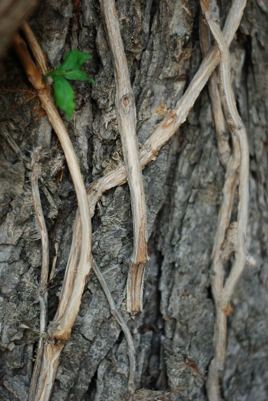 a close - up of a tree's bark and nches with a single green plant sprouting from the roots