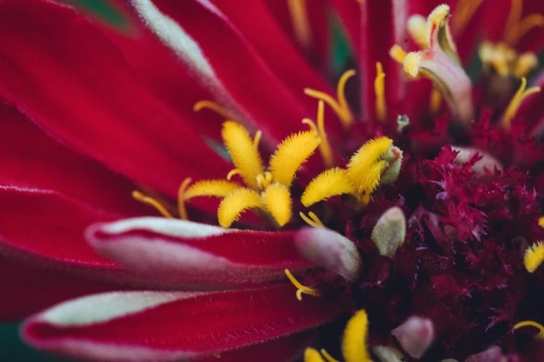 a close up of a very bright flower