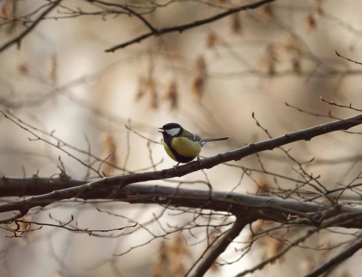 a small bird perched on a tree nch