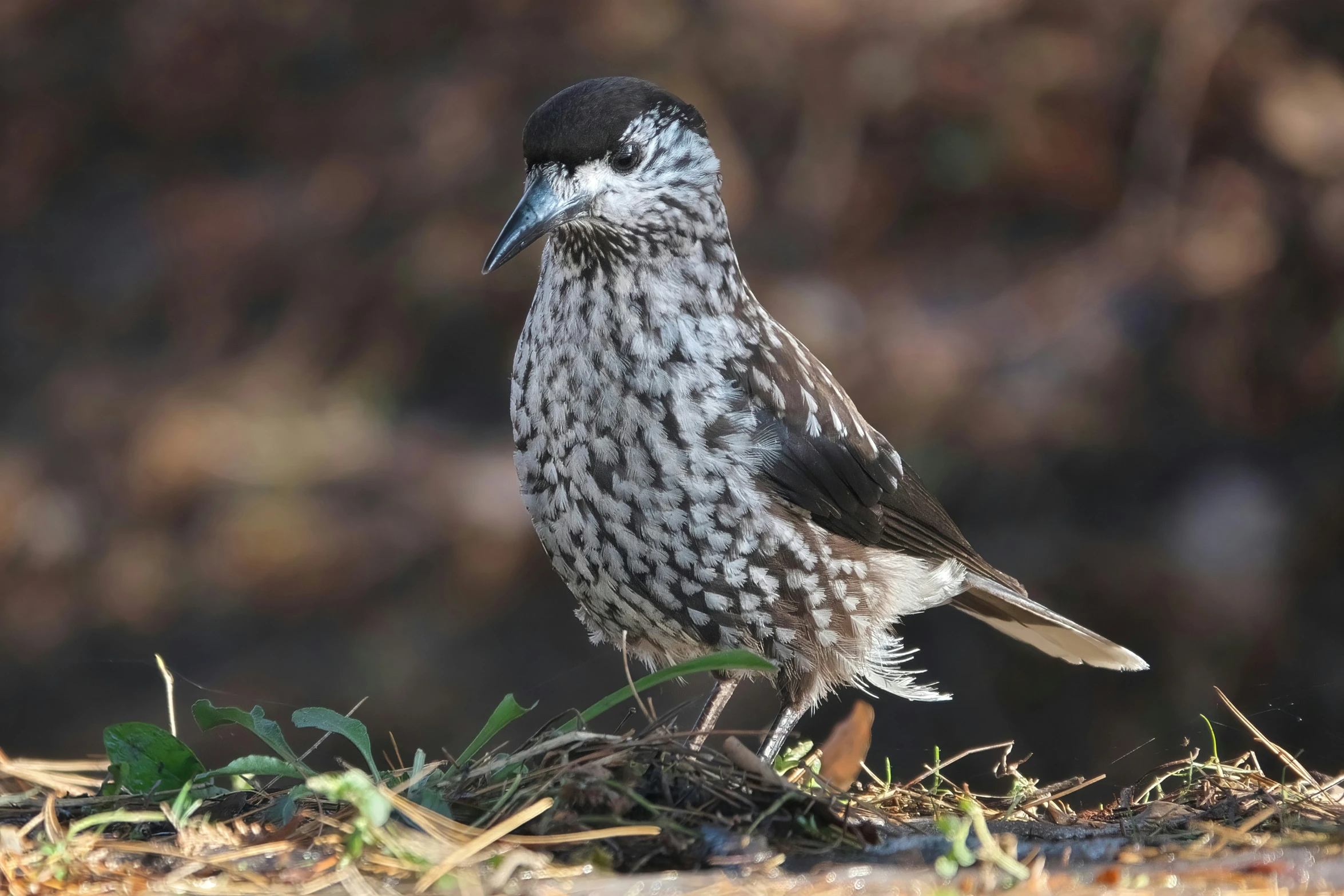 a small bird stands in the grass near some plants