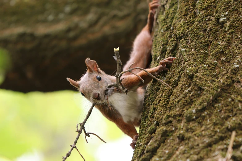 a brown squirrel peeking over the side of a tree