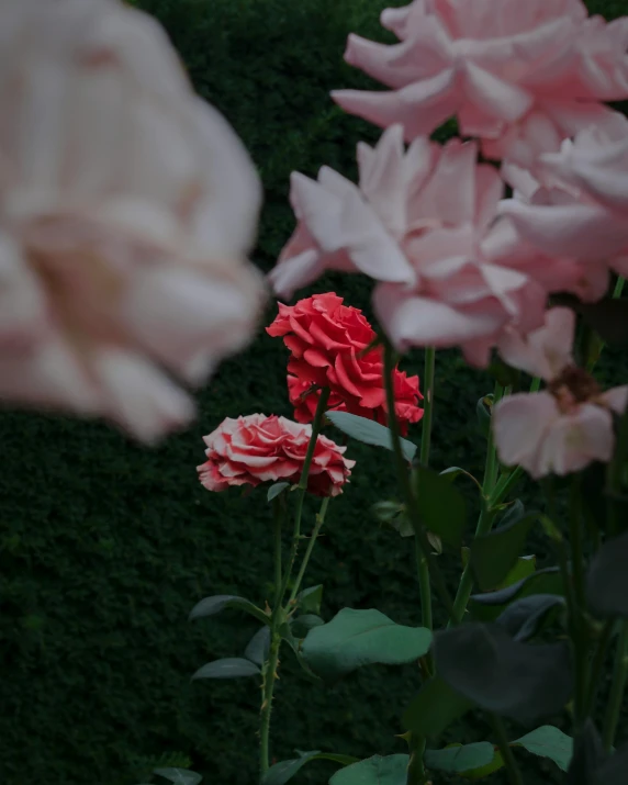 a couple of pink roses growing next to each other