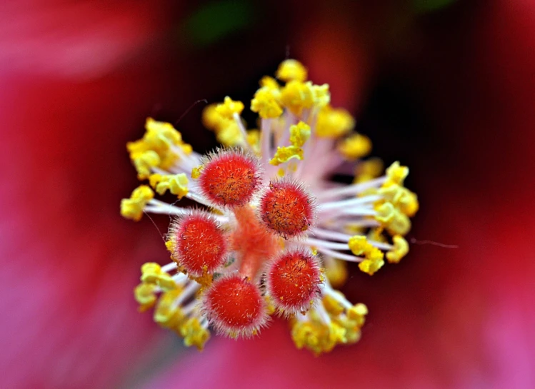 this is a close up view of some red flowers