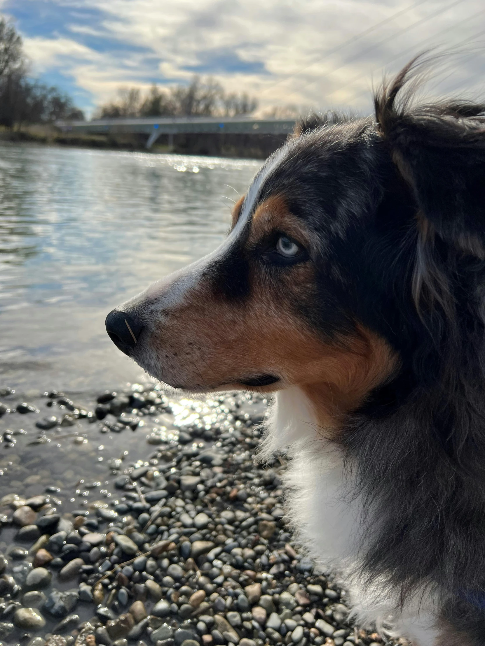 a dog looking over a rocky shore on a cloudy day