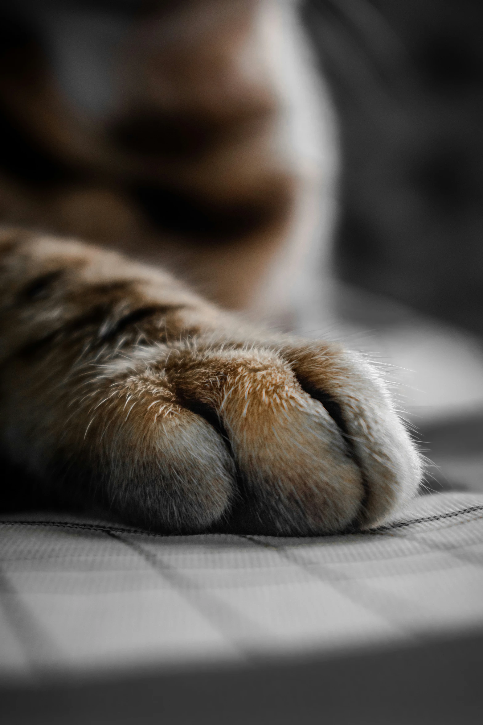an animal paw is resting on a bed