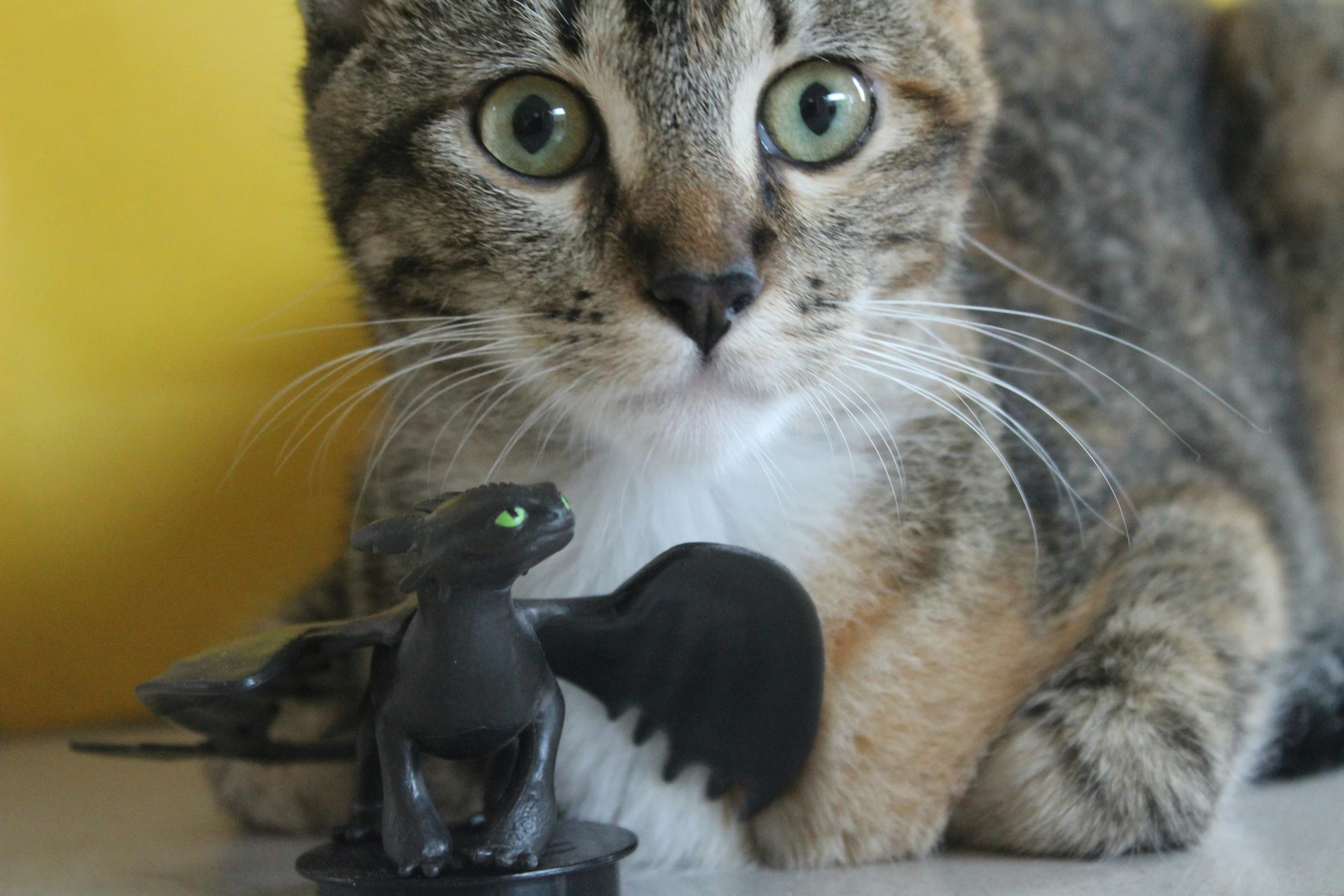 the grey cat is near a toy dragon