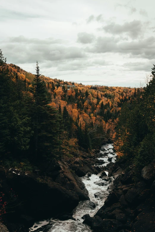 the river runs through a wide canyon surrounded by trees