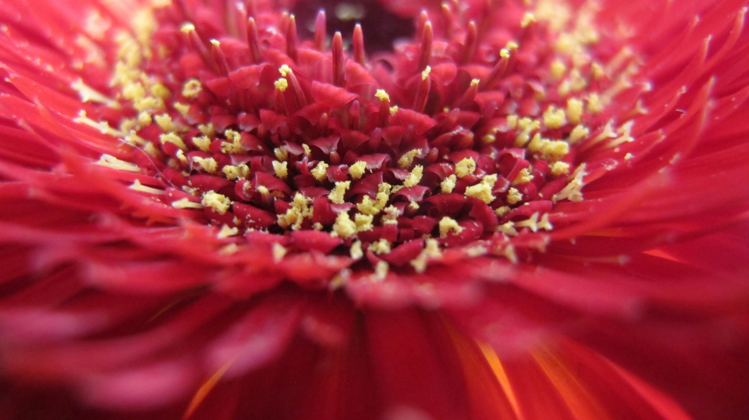 the center of an orange and red flower