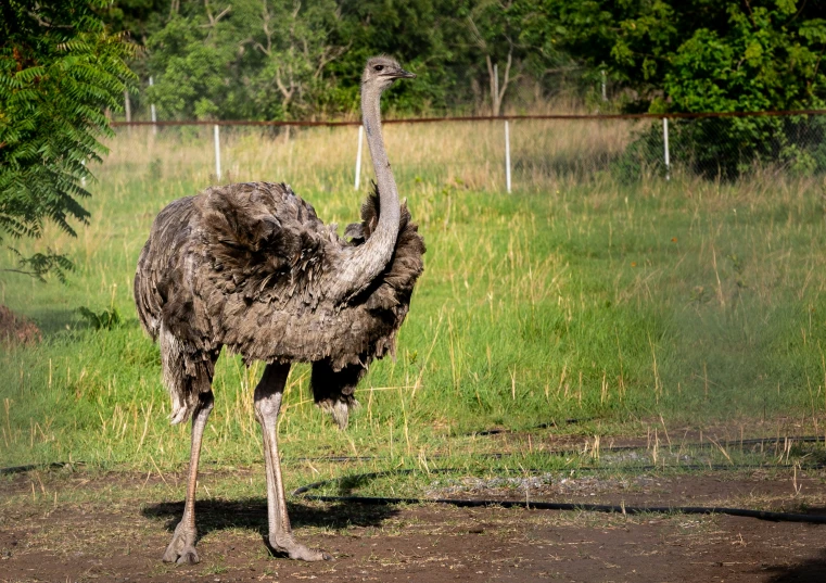 an ostrich standing alone on a patch of dirt