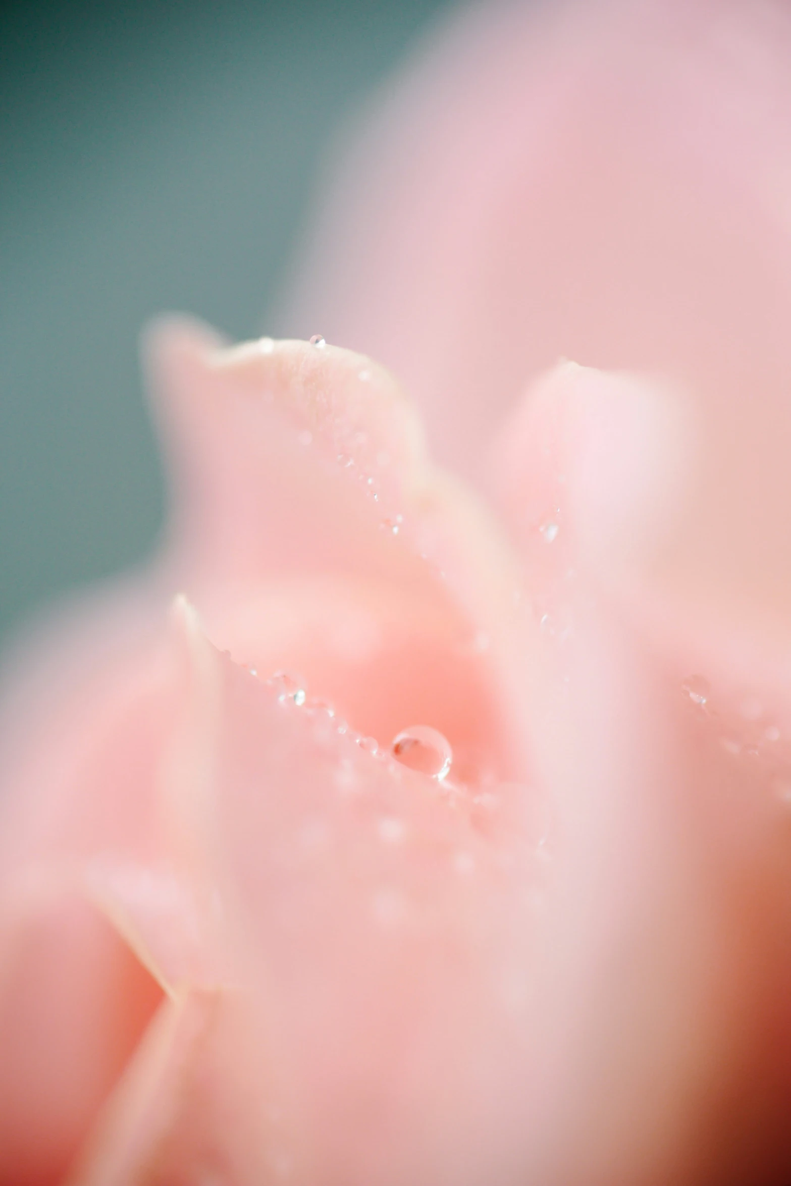 a close up image of the inside of a flower