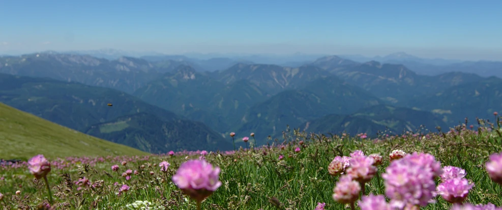 wild flowers and mountains are in bloom in the distance