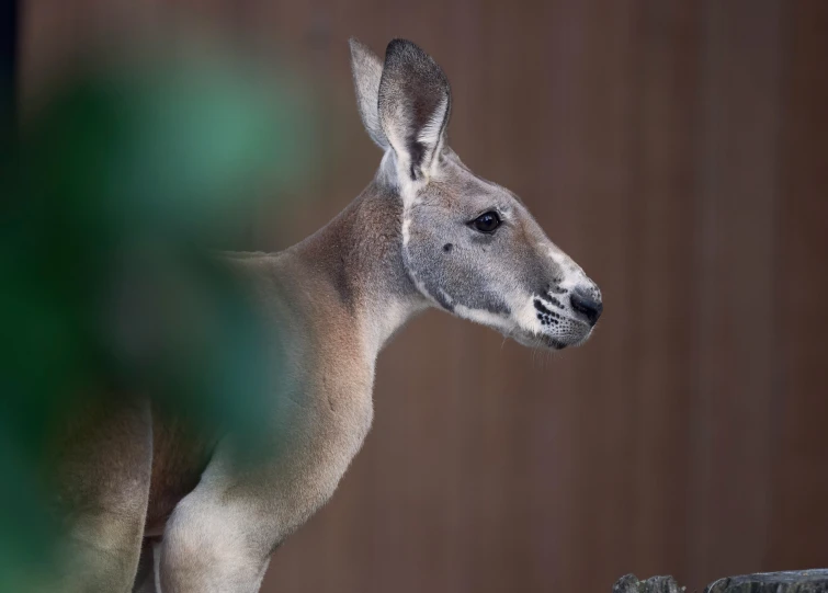 an image of a kangaroo looking at the camera