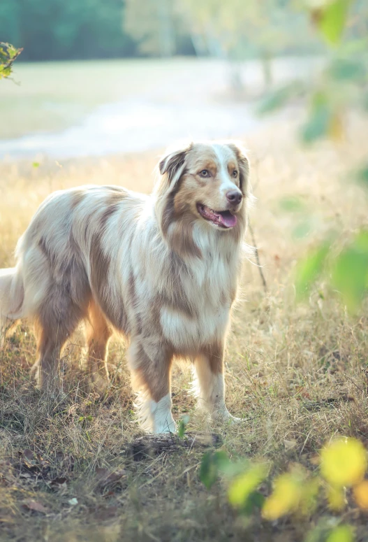 a brown and white dog standing on top of a dry grass field