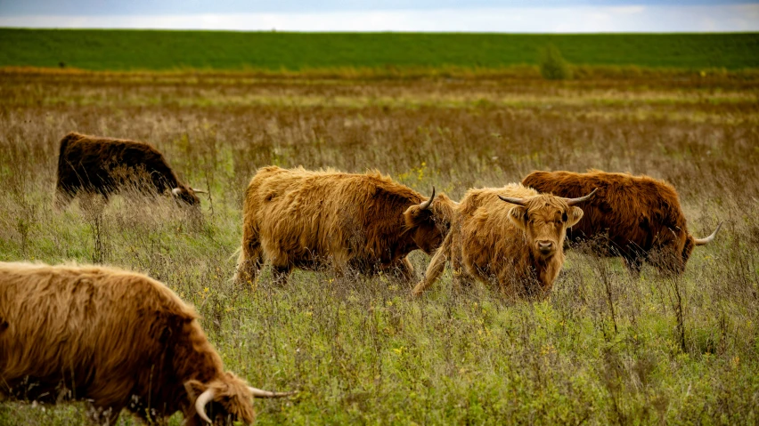 a group of animals that are in the grass