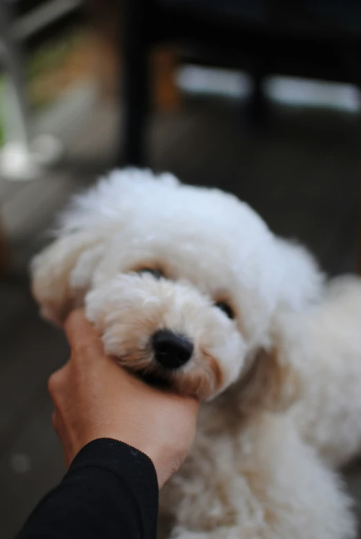 a dog that is sitting in the someone's hand