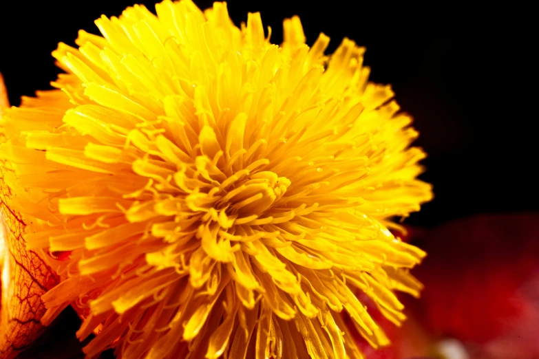 a close up of a yellow flower with drops of water on the petals