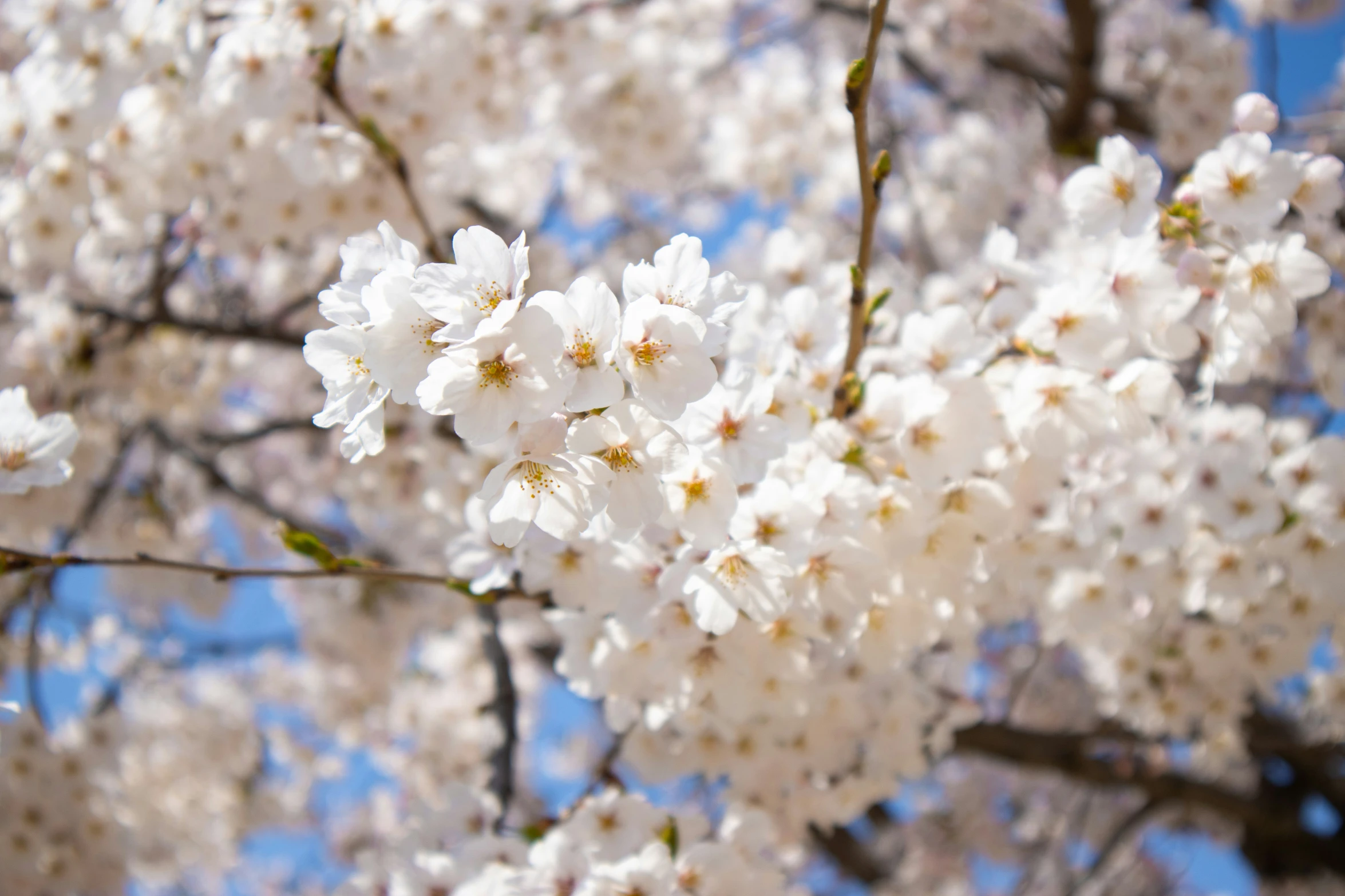 flowers against a blue sky and white clouds