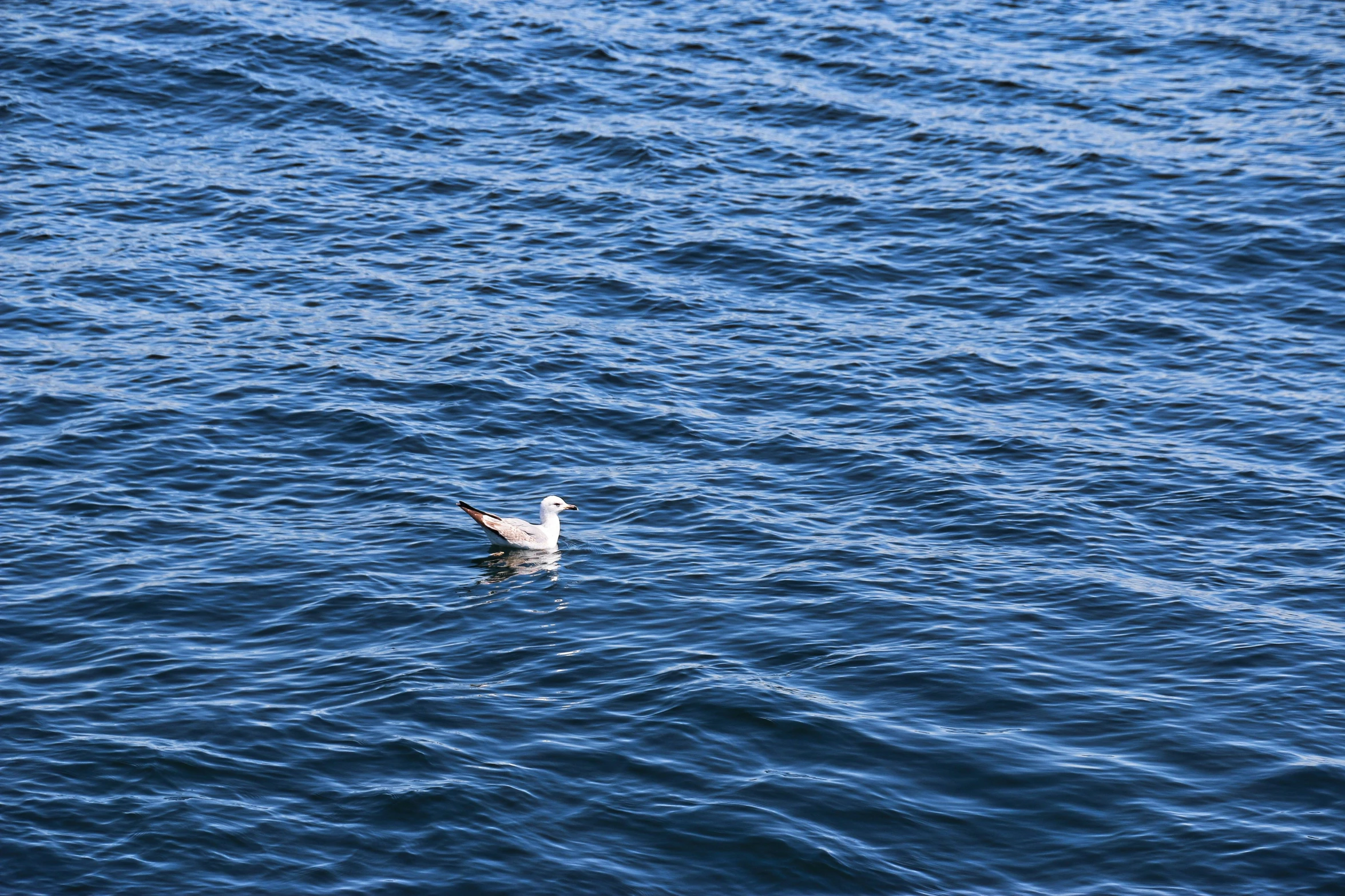 a seagull floating on top of the water in a river