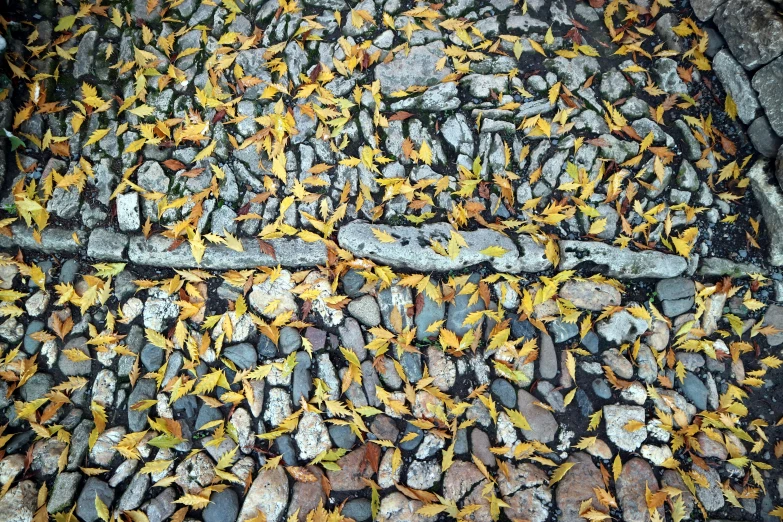 a bunch of stones and leaves on a road