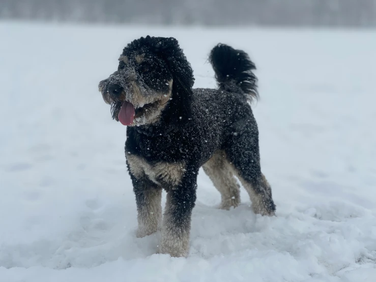 a dog with black, brown and white fur is walking in the snow