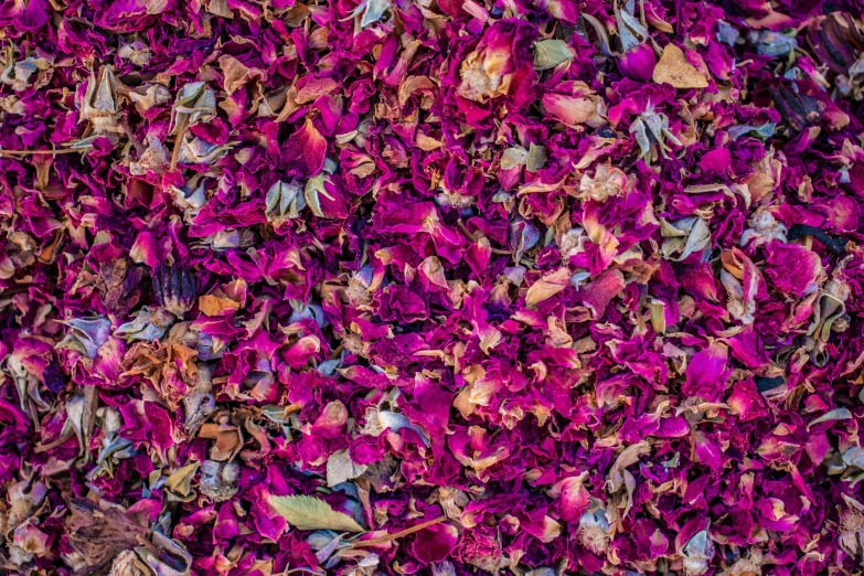 colorful, colorful flowers lay in the grass